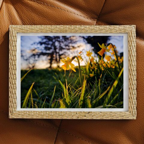 Fine Art Print - "Dawn of the Daffodils"