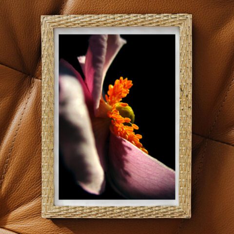 Fine Art Print - "Japanese Anemone"